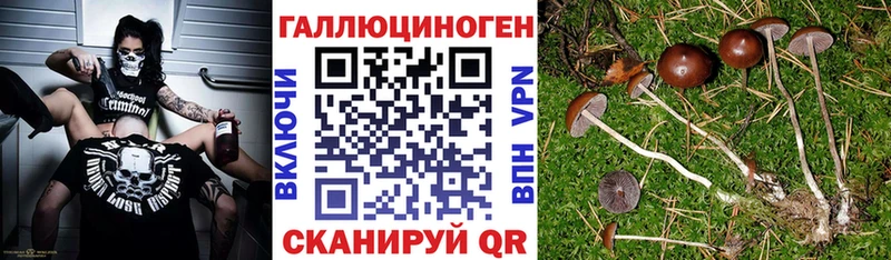 Псилоцибиновые грибы Cubensis  Купить  Перевоз 